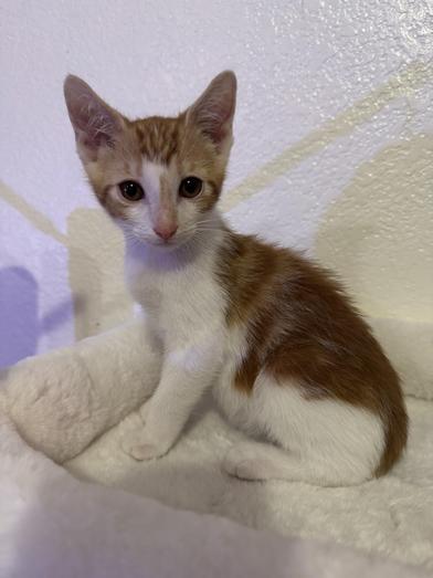 Enlarge Tony, a Adoptable Domestic Short Hair in Boise, ID image 4/6
