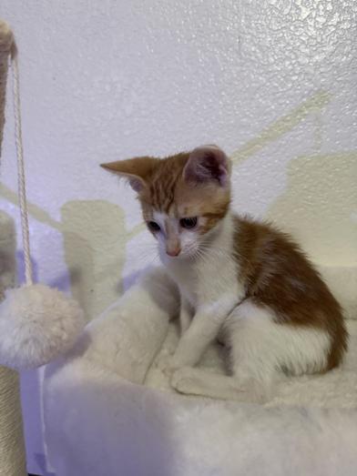 Enlarge Tony, a Adoptable Domestic Short Hair in Boise, ID image 3/6