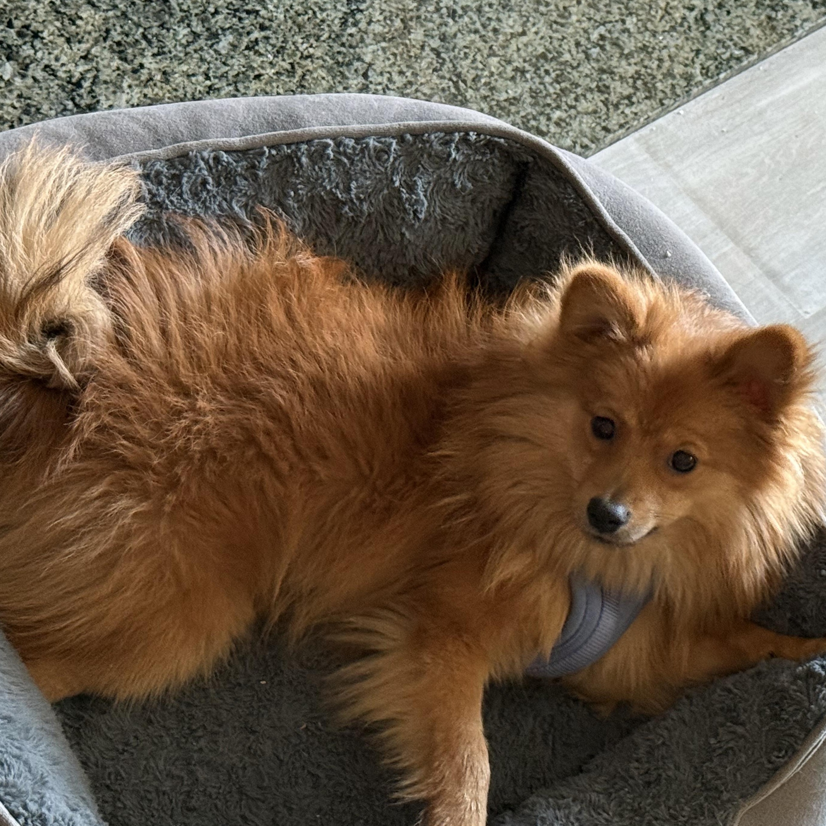 Mr. Fluffy Jimmy thumbnail 3