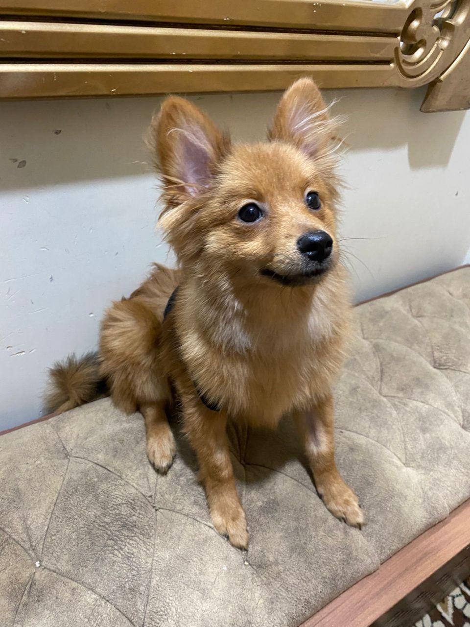 Mr. Fluffy Jimmy thumbnail 4