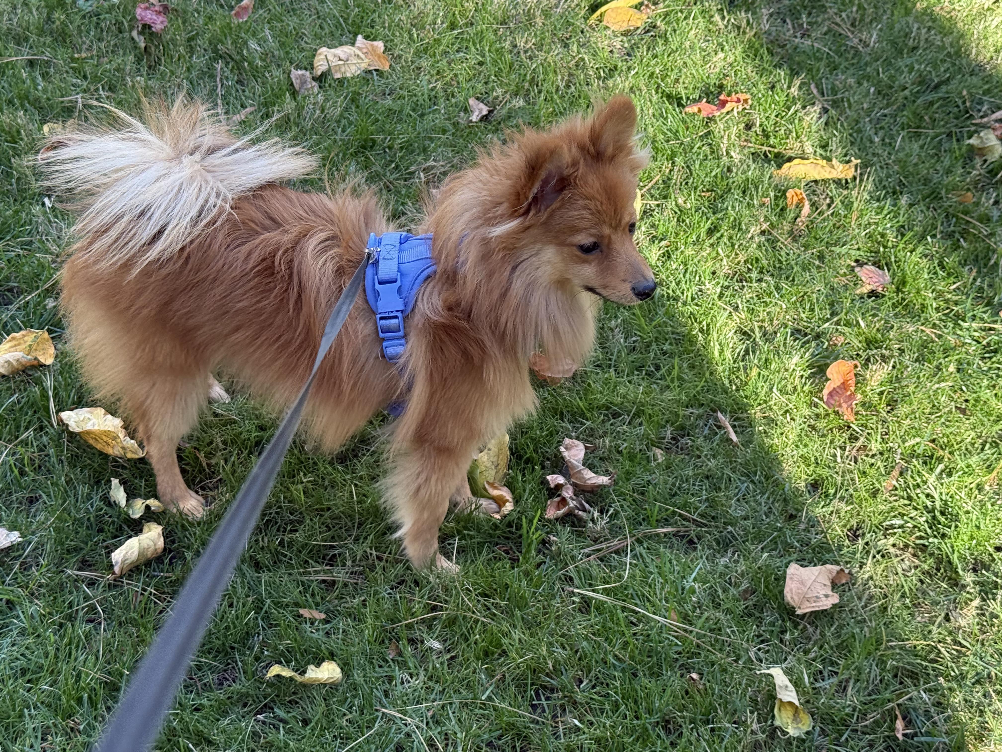 Mr. Fluffy Jimmy thumbnail 5