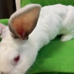 Enlarge Cora, a Adoptable mixed breed in Haltom City, TX image 2/4