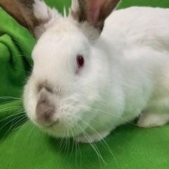 Enlarge Cora, a Adoptable mixed breed in Haltom City, TX image 3/4