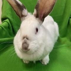 Enlarge Cora, a Adoptable mixed breed in Haltom City, TX image 4/4