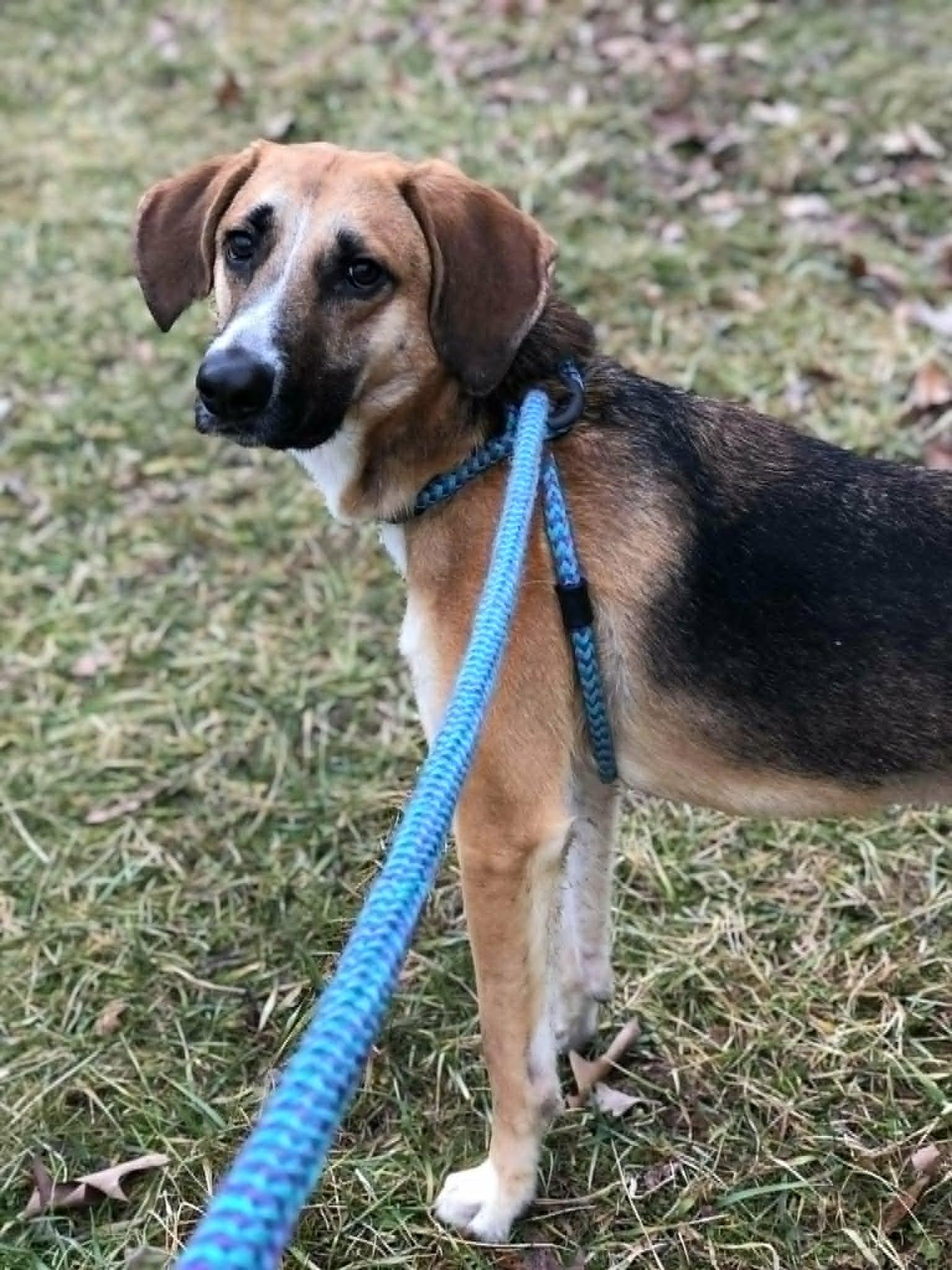 Enlarge Clyde, a Adoptable Hound in Elkins, WV image 1/3
