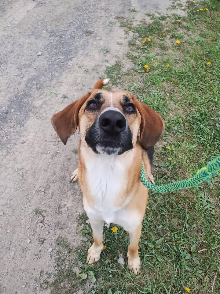 Enlarge Clyde, a Adoptable Hound in Elkins, WV image 2/3