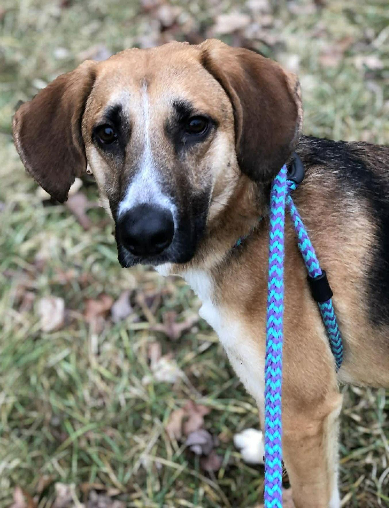 Clyde, Adoptable, Adult Male Hound.