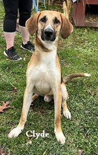 Enlarge Clyde, a Adoptable Hound in Elkins, WV image 3/3