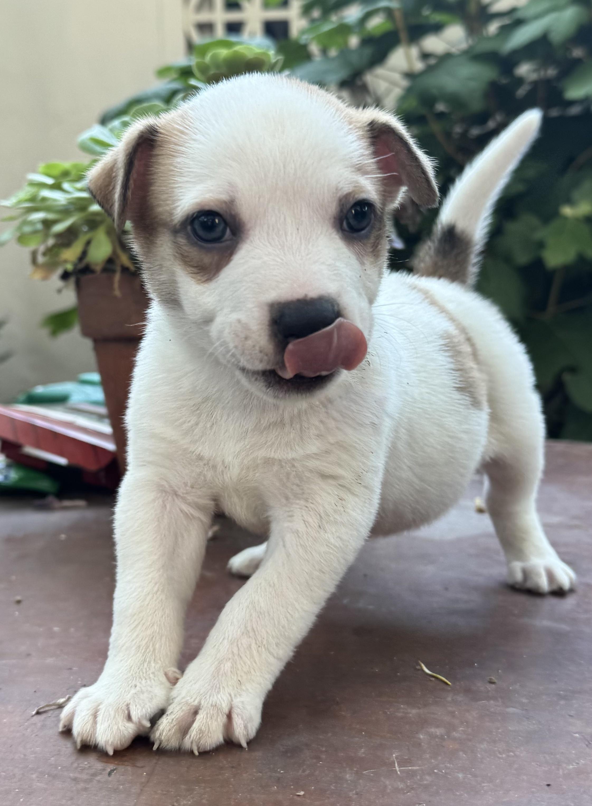 Frank (Vintage Litter), Adoptable, Puppy Male Terrier.