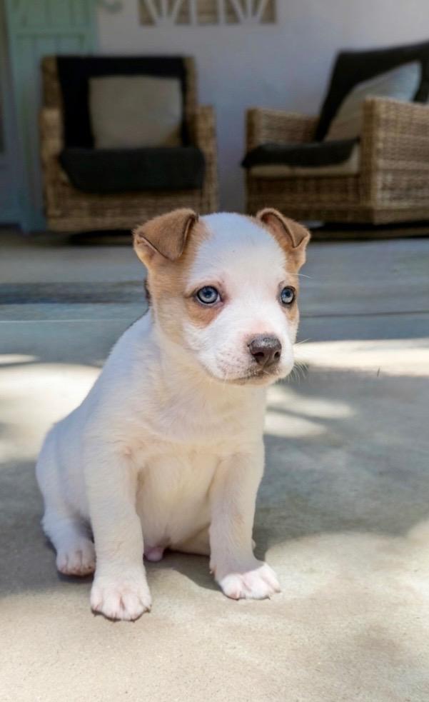 Frank (Vintage Litter), adopted, Puppy Male Terrier.