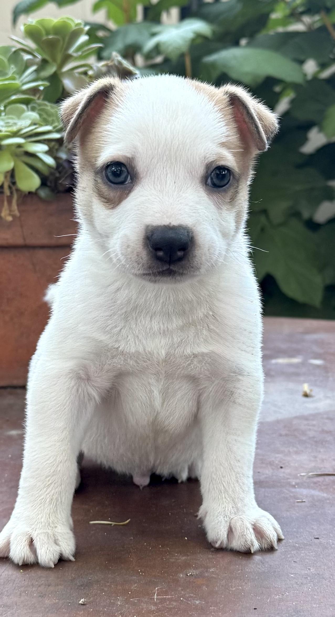 Frank (Vintage Litter), a Adoptable mixed breed in Redwood City, CA image 3/4