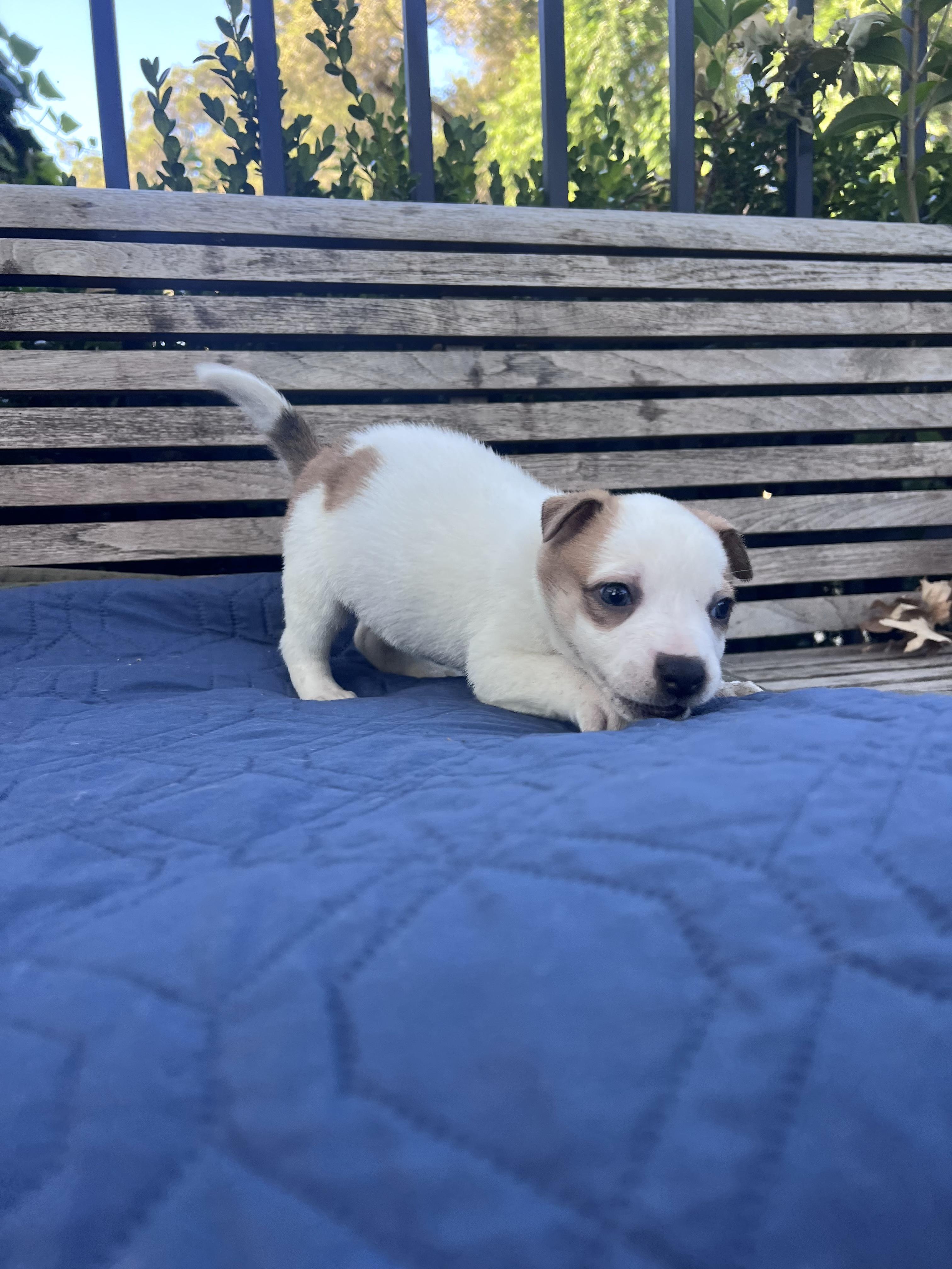 Frank (Vintage Litter), a Adoptable mixed breed in Redwood City, CA image 2/4