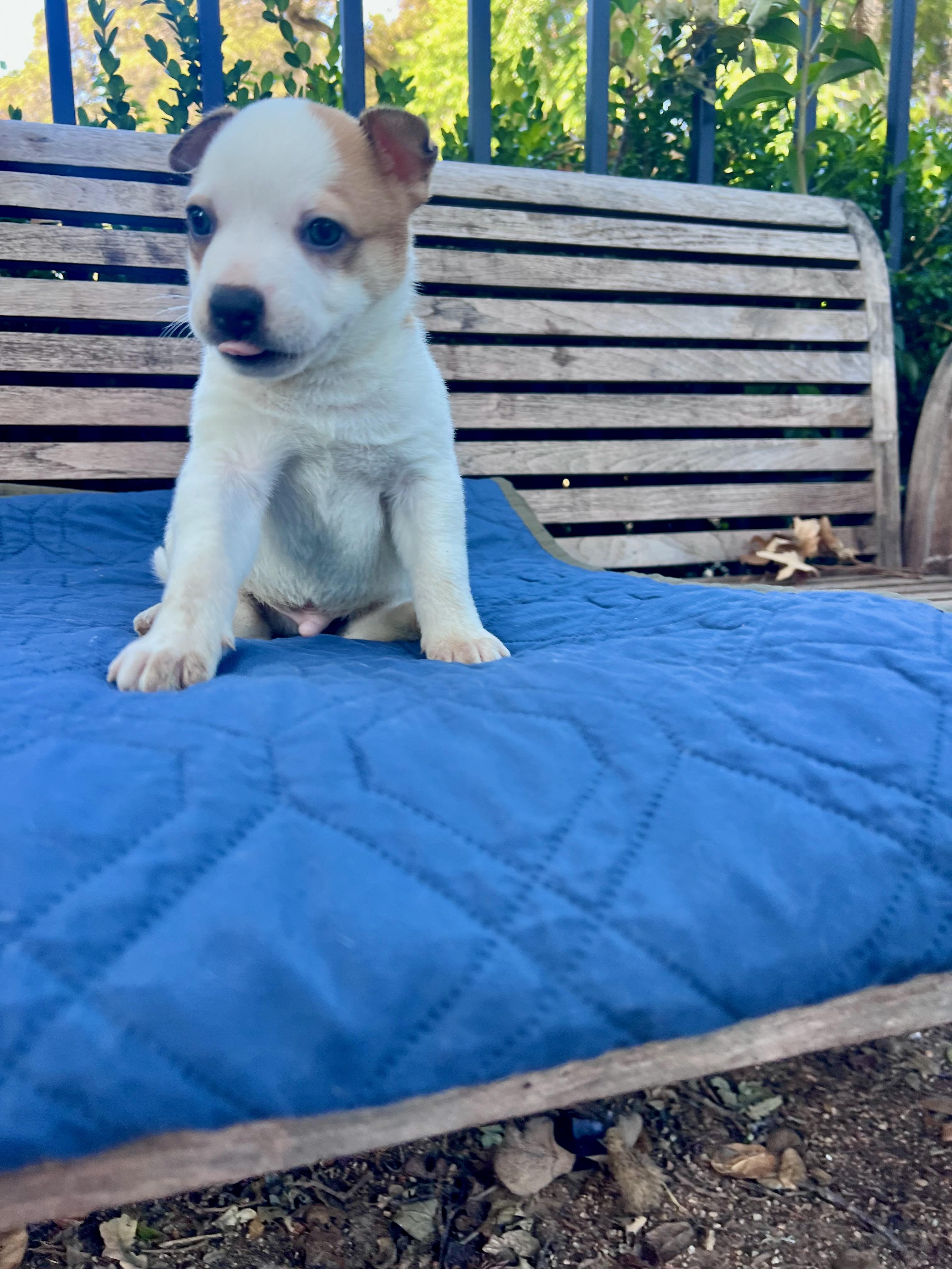 Frank (Vintage Litter), a Adoptable mixed breed in Redwood City, CA image 4/4