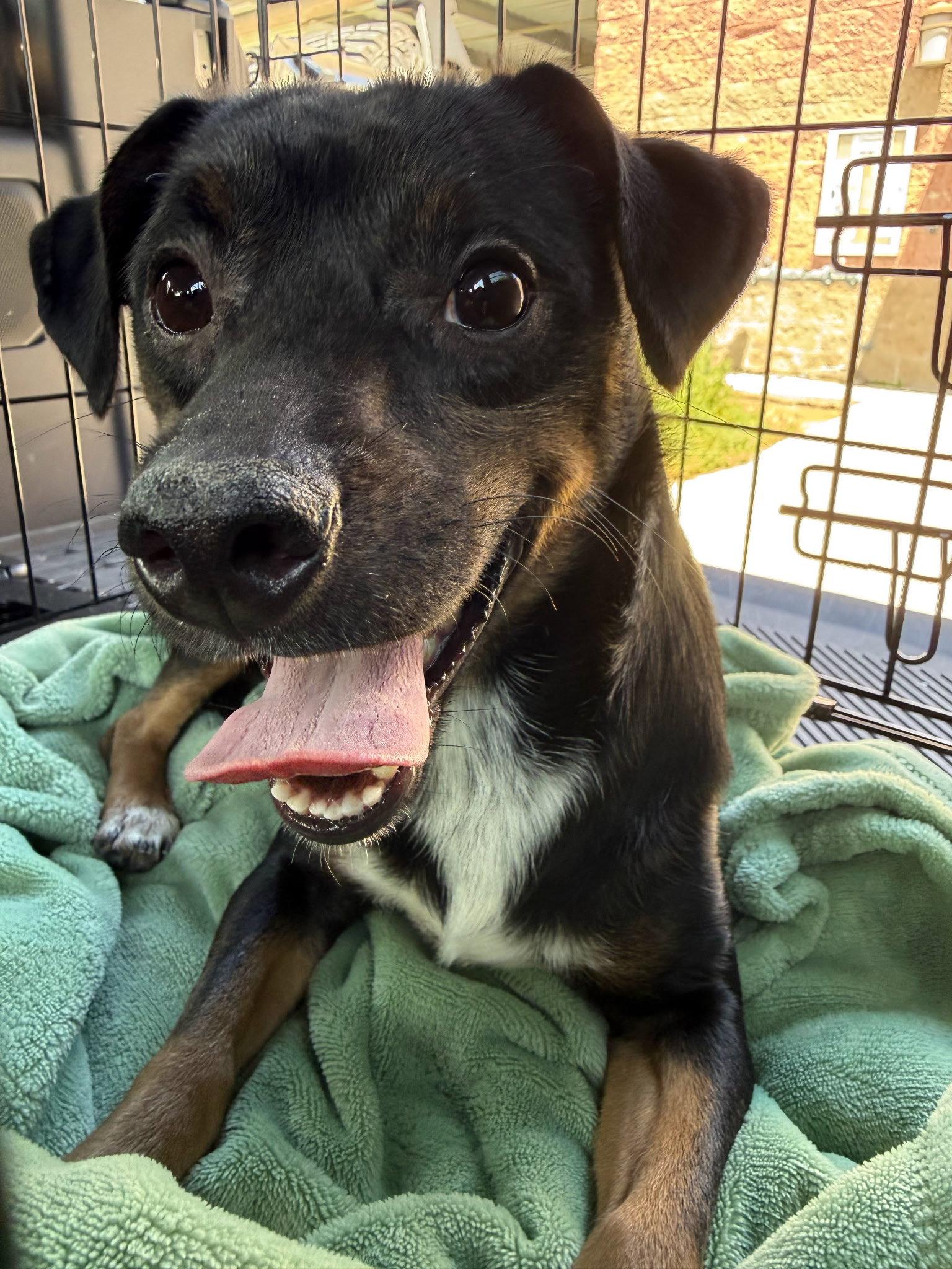 Patches, Adoptable, Young Male Terrier.