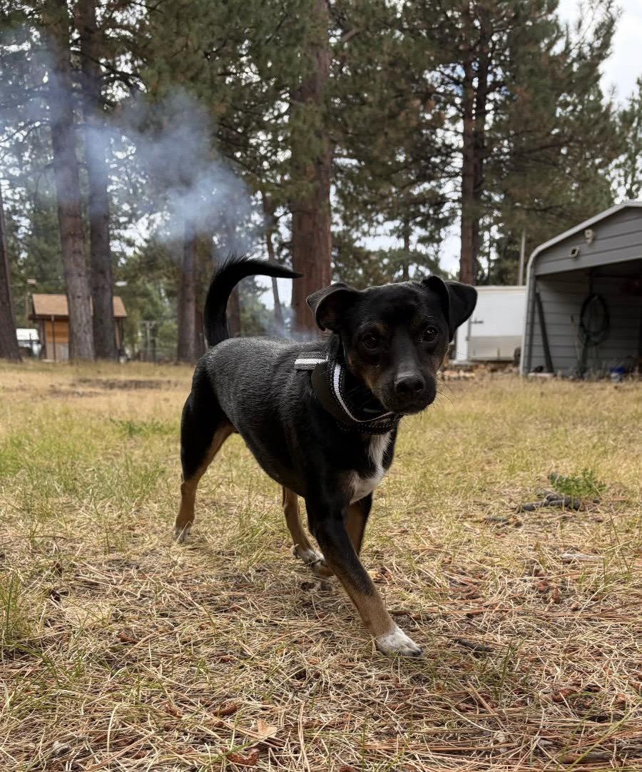 Enlarge Patches, a Adoptable Terrier in Davis, CA image 3/3