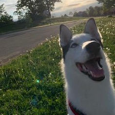 Aurora, Adopted, Adult Female Husky.