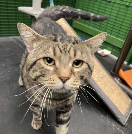 BALOO, Adoptable, Adult Male Domestic Short Hair & Domestic Short Hair.