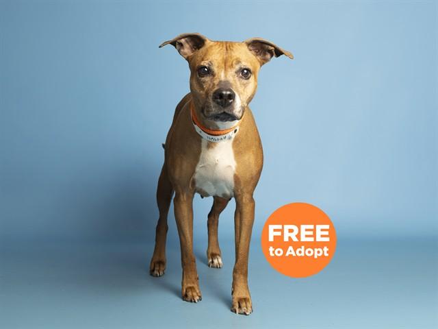 Enlarge LUCY, a Adoptable Pit Bull Terrier in Phoenix, AZ image 1/1