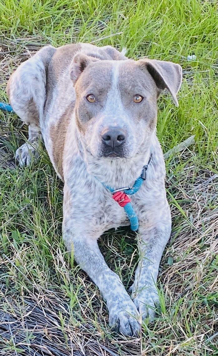 Madee, a Adoptable mixed breed in Colusa, CA image 1/2