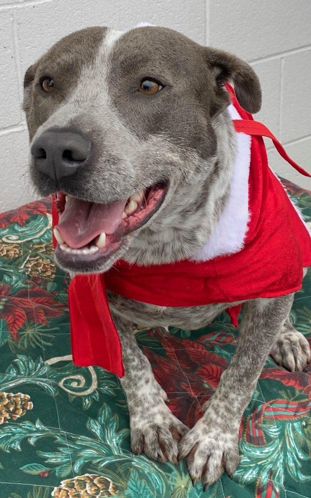 Madee, Adoptable, Young Female Cattle Dog.