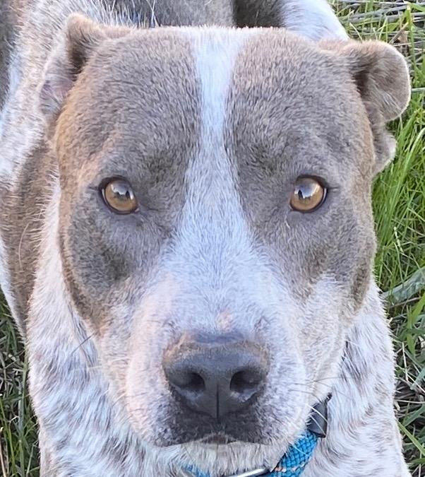 Madee, a Adoptable mixed breed in Colusa, CA image 2/2