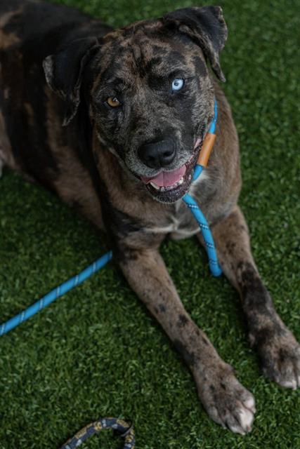 PATCHES, Adoptable, Adult Male Catahoula Leopard Dog & Mixed Breed.
