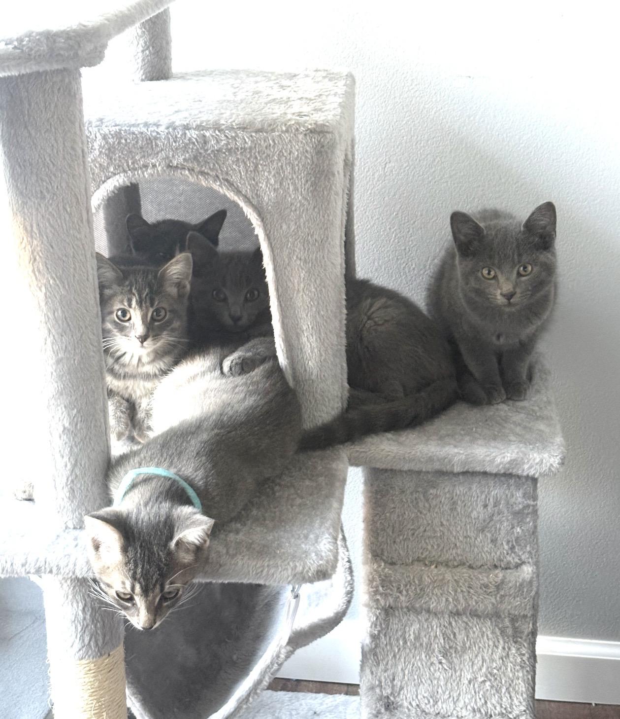 Enlarge Dill, a Adoptable Domestic Short Hair in Troy, MI image 5/6