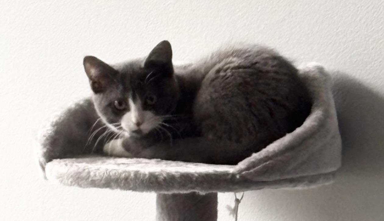 Enlarge Dill, a Adoptable Domestic Short Hair in Troy, MI image 3/6