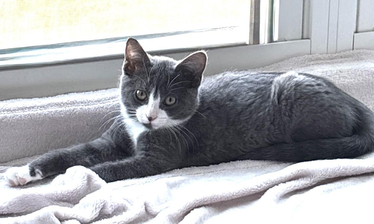 Dill, Adoptable, Kitten Female Domestic Short Hair.