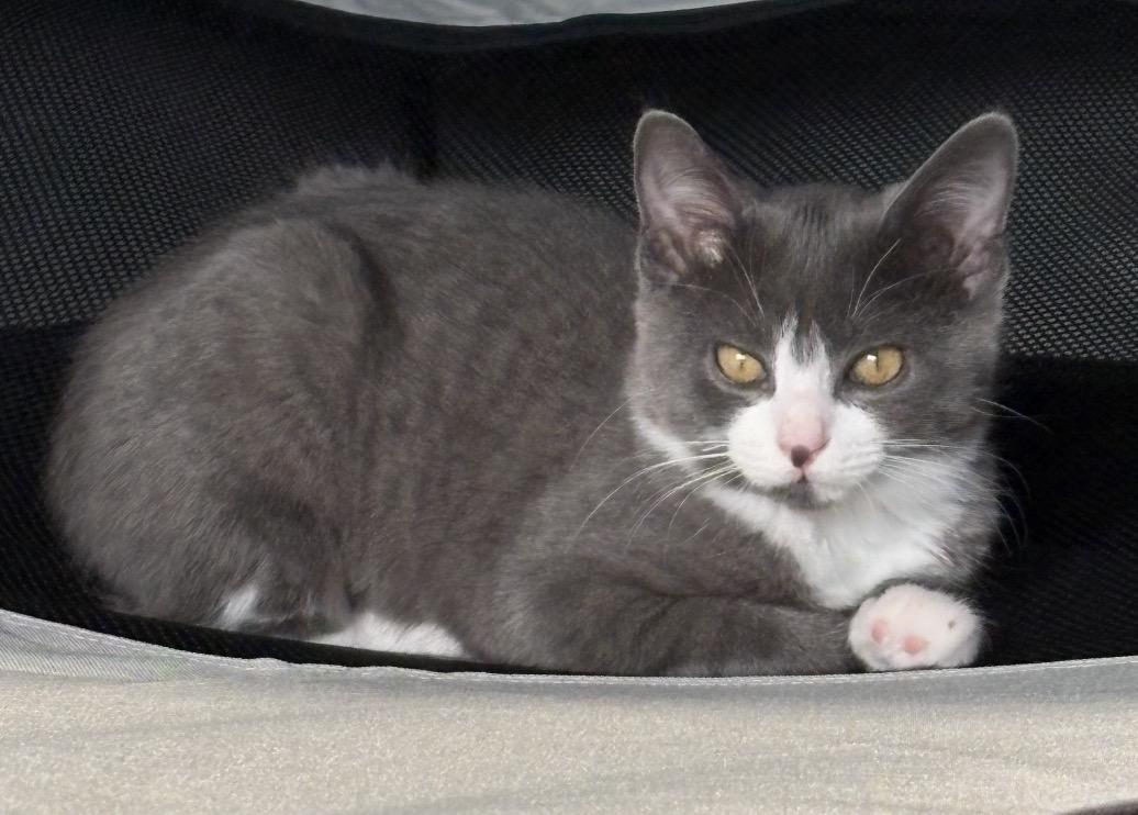 Enlarge Dill, a Adoptable Domestic Short Hair in Troy, MI image 4/6