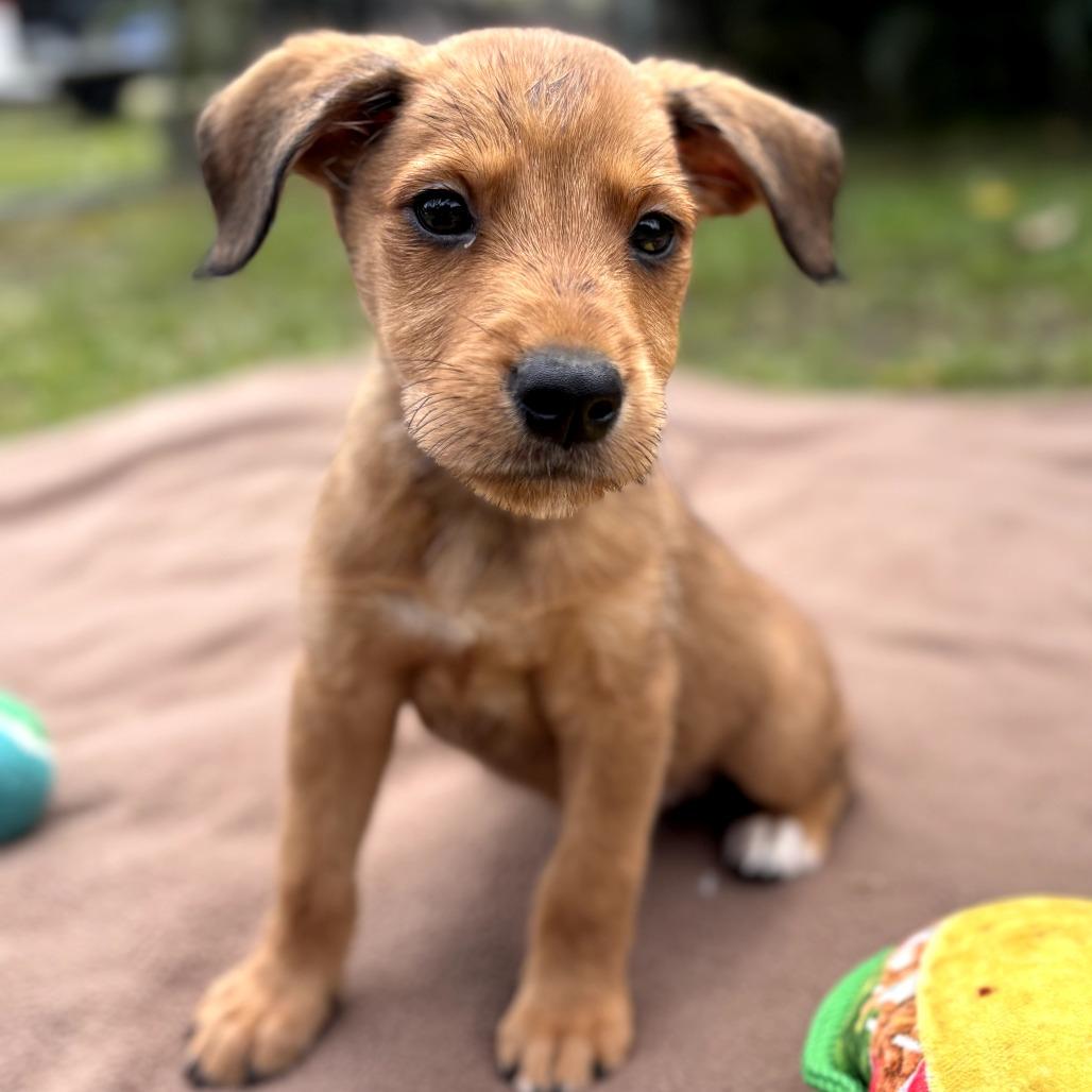 Hotel Litter: St Regis