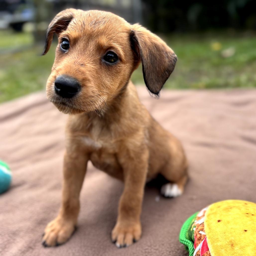 Hotel Litter: St Regis thumbnail 2