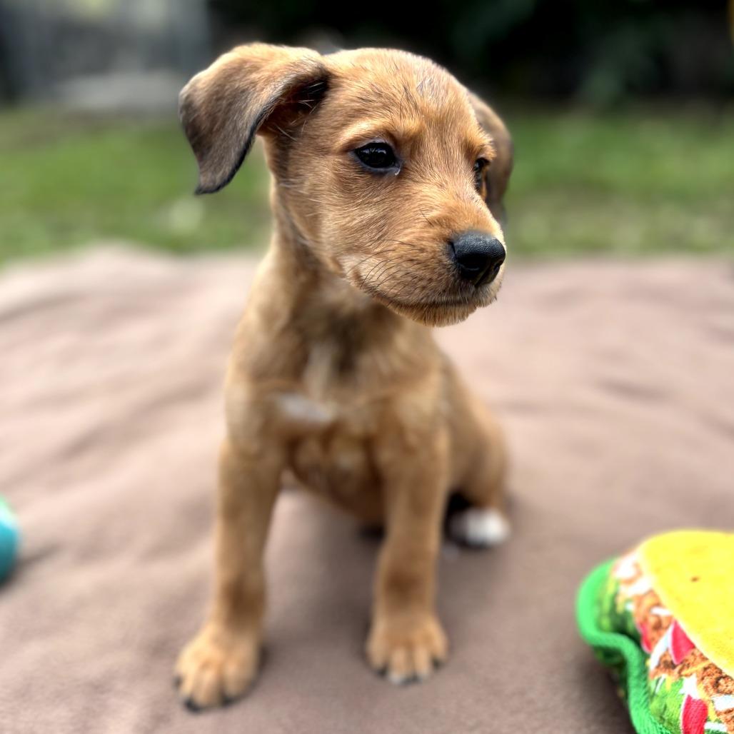 Hotel Litter: St Regis thumbnail 3