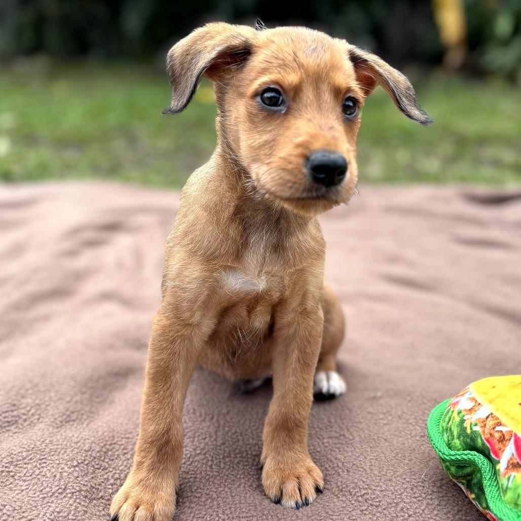 Hotel Litter: St Regis thumbnail 5