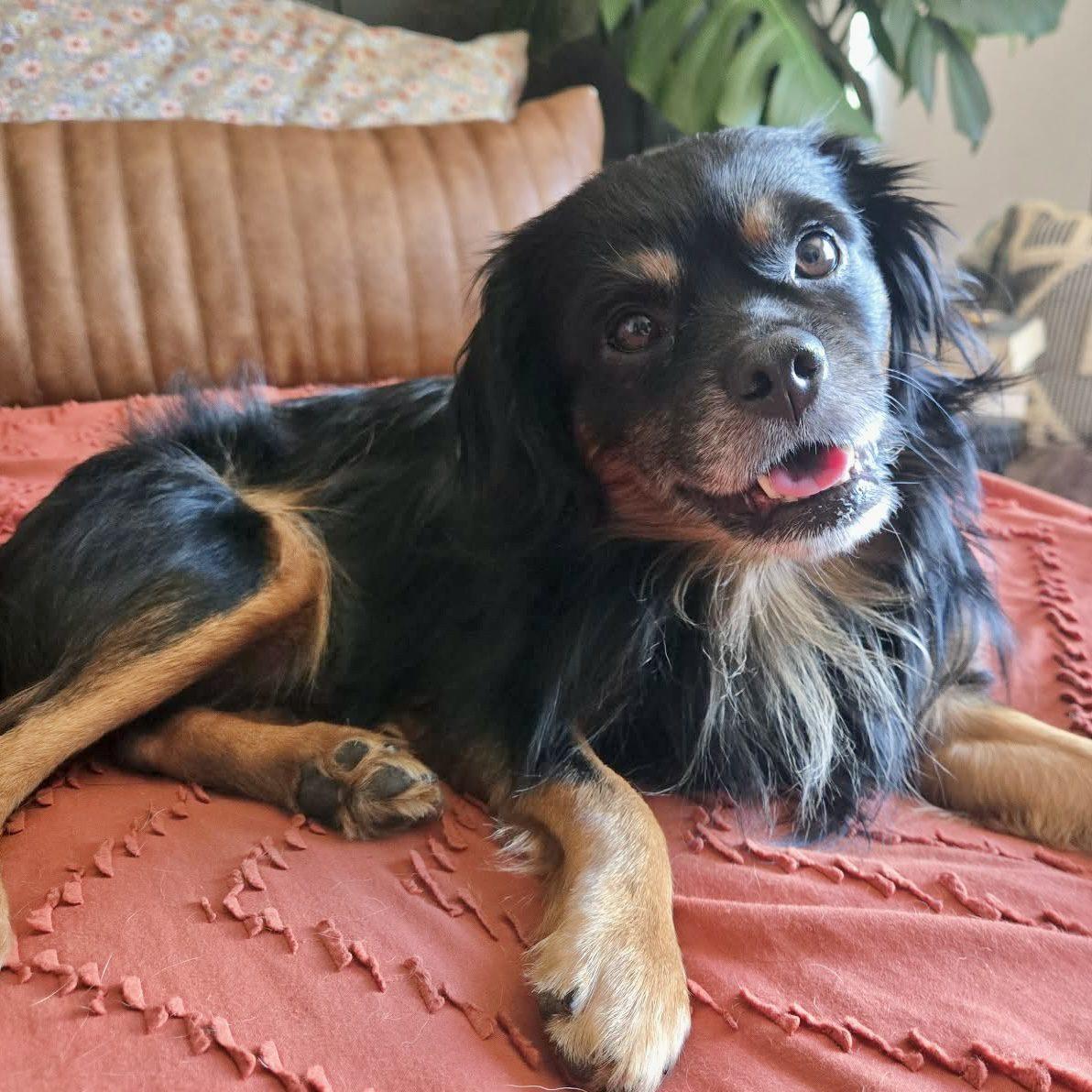 Homer, Adoptable, Adult Male Cavalier King Charles Spaniel.