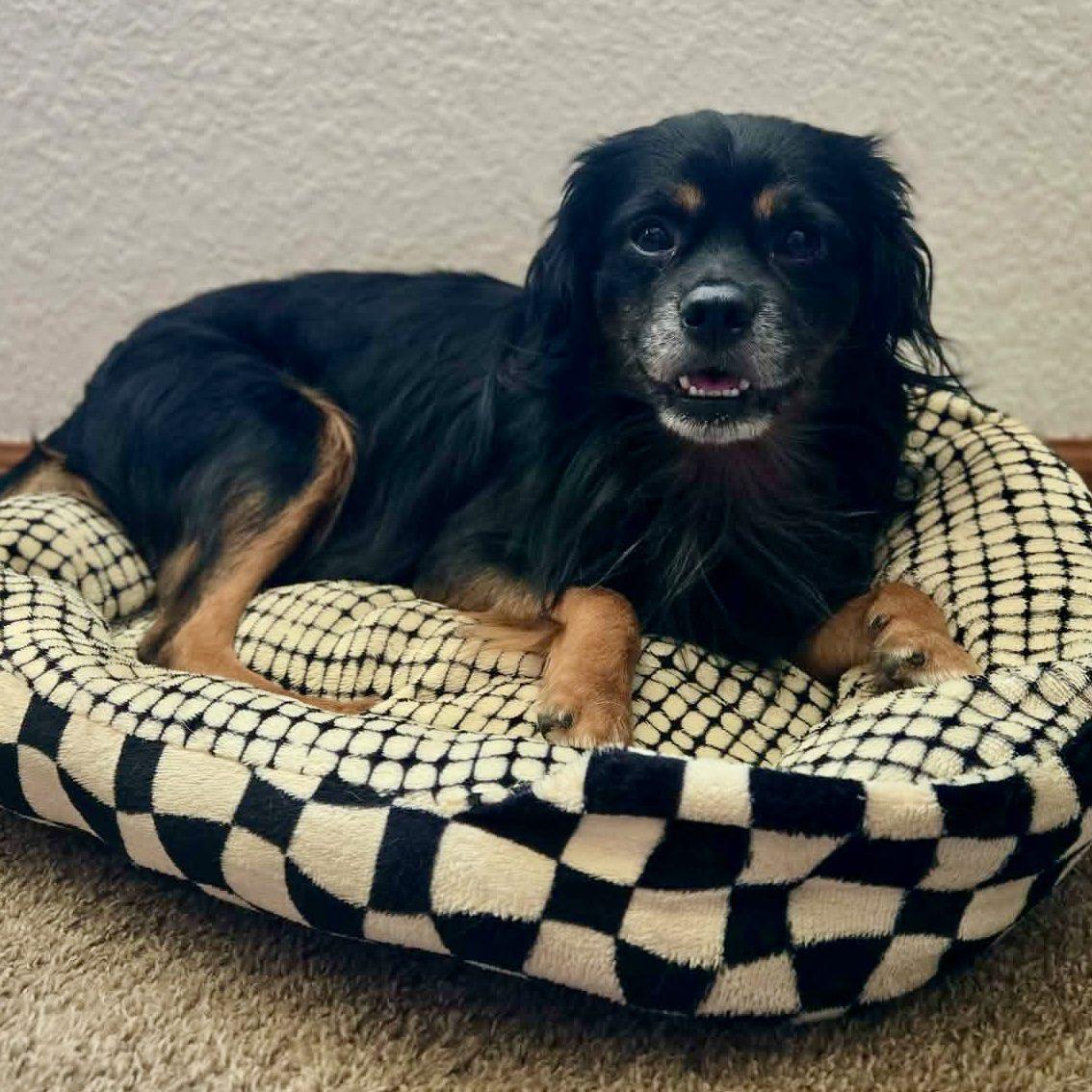 Enlarge Homer, a Adoptable Cavalier King Charles Spaniel in Mead, CO image 2/4
