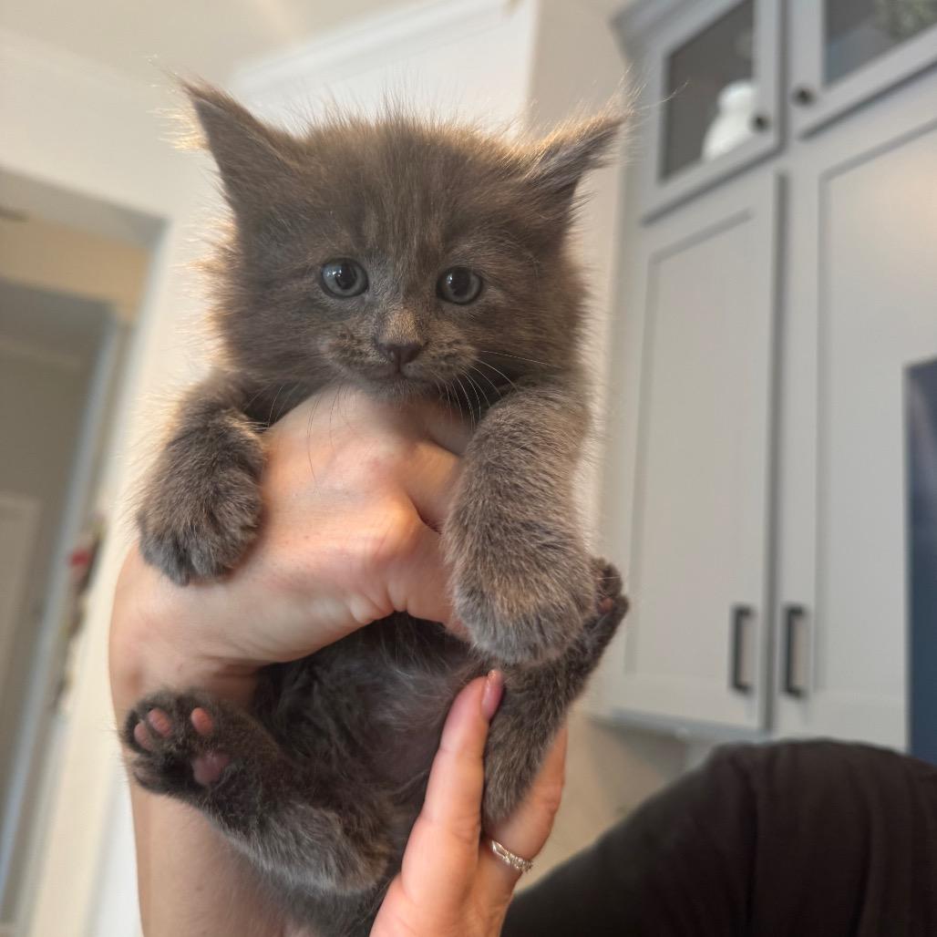 Cat #3, Adoptable, Kitten Female Domestic Long Hair.