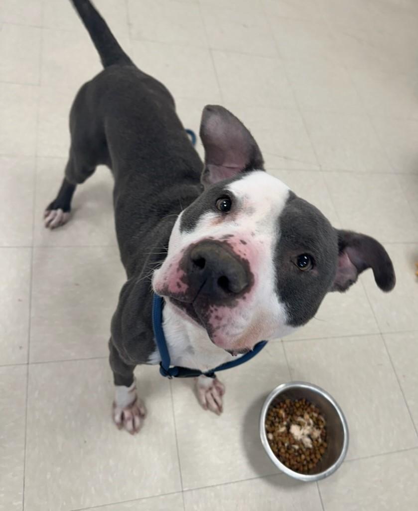Enlarge Caspen, a ADOPTABLE Pit Bull Terrier in Clayton, NJ image 3/3