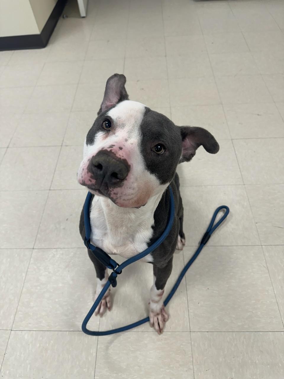 Caspen, ADOPTABLE, Adult Female Pit Bull Terrier.