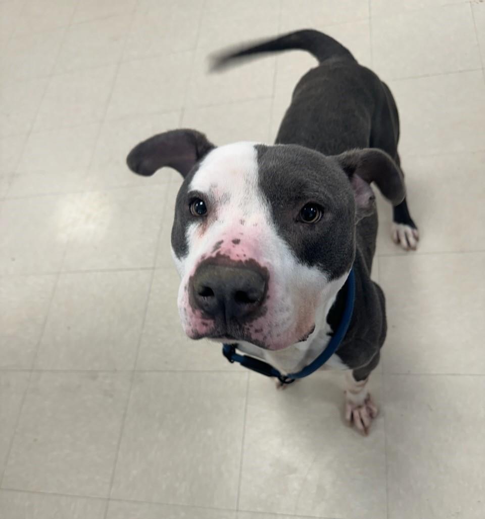 Enlarge Caspen, a ADOPTABLE Pit Bull Terrier in Clayton, NJ image 2/3