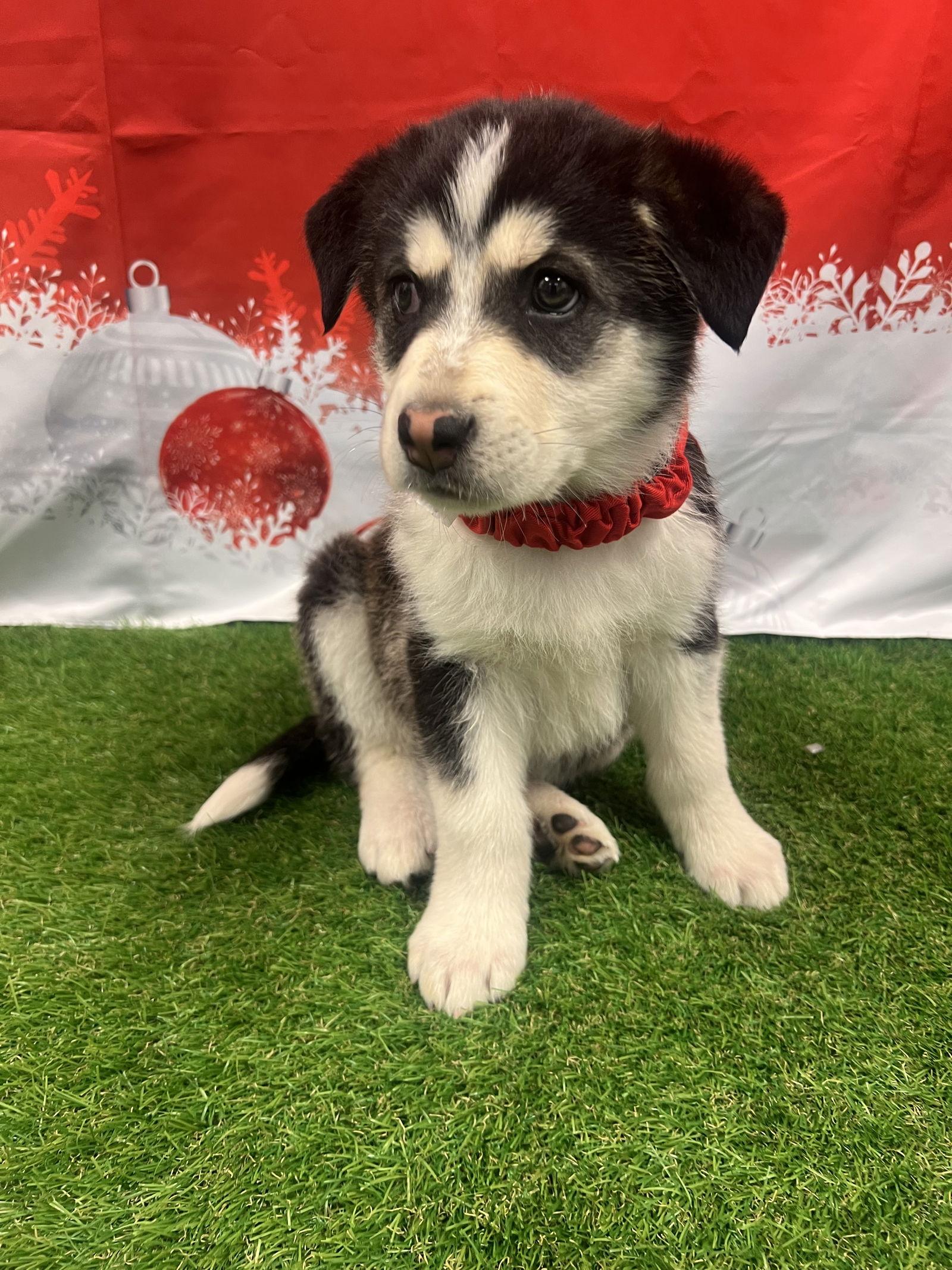 Yule, Adopted, Young Male Australian Shepherd & Husky.