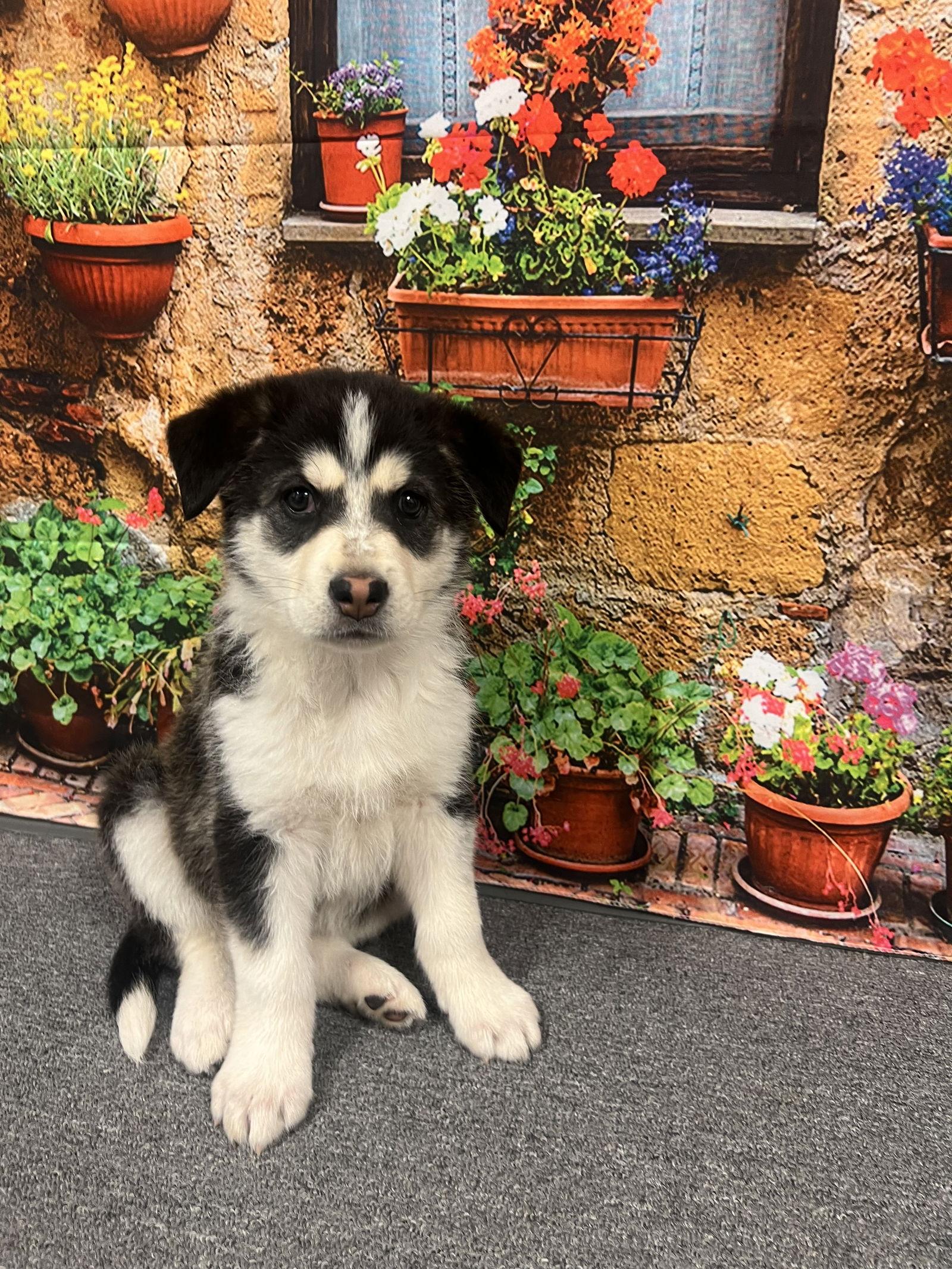 Enlarge Yule, a Adopted mixed breed in Euless, TX image 2/3