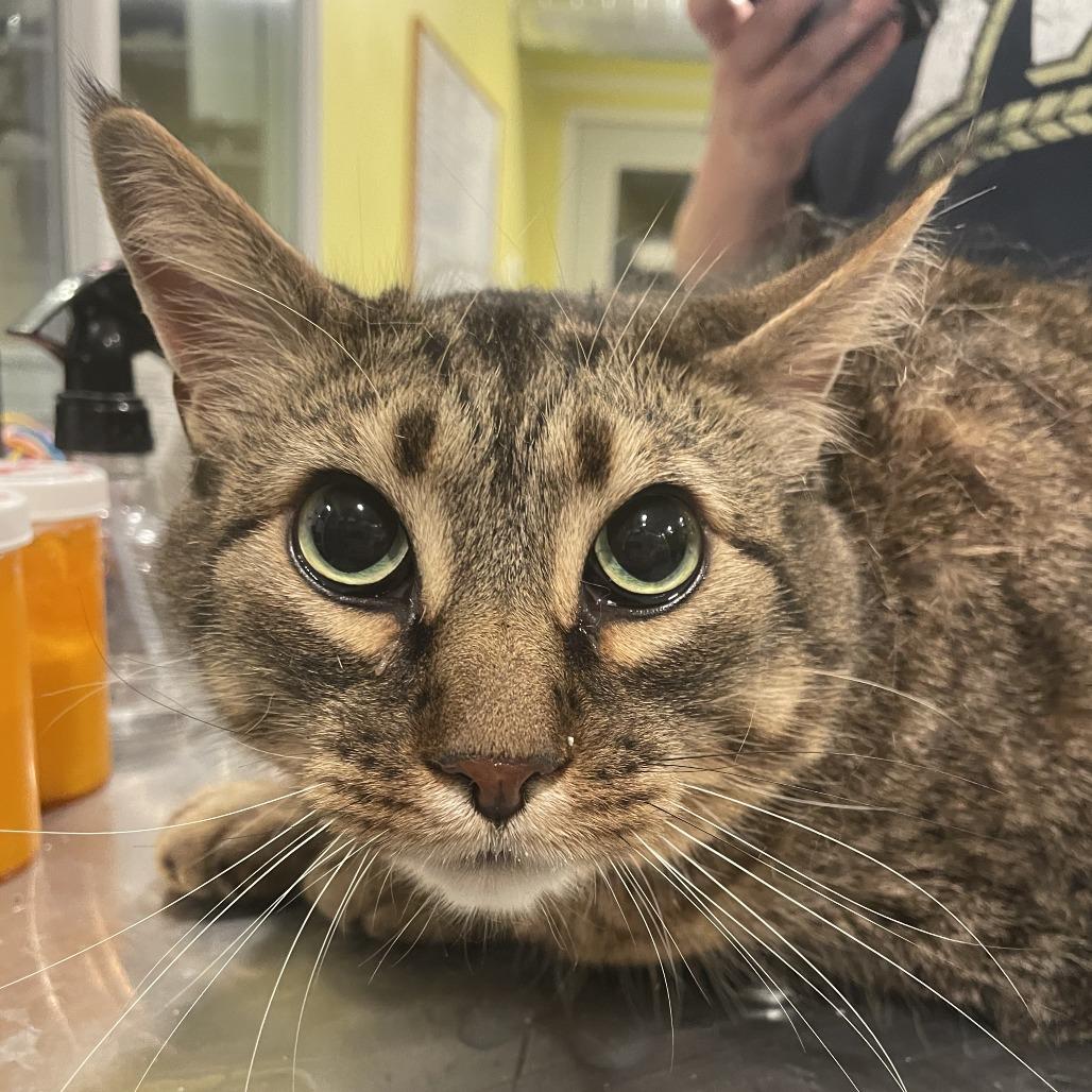 Bugsy, Adoptable, Adult Male Domestic Short Hair & Mixed Breed.