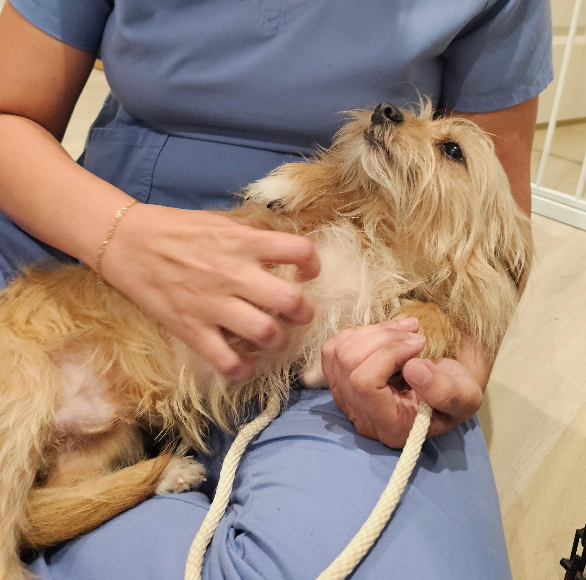 Enlarge Freddy, a Adoptable mixed breed in Richmond, VA image 5/6