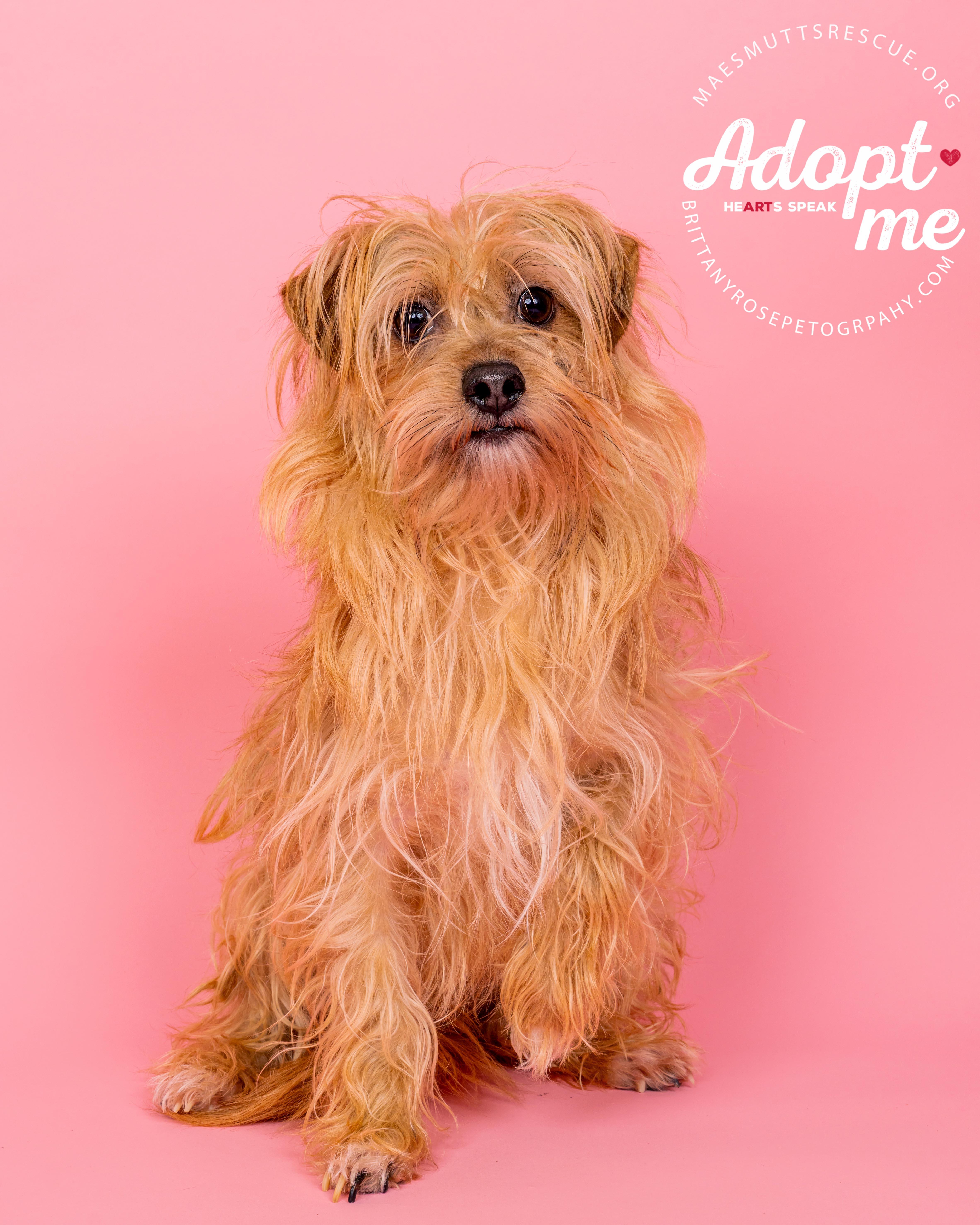 Freddy, Adoptable, Adult Male Shih Tzu & Pomeranian.
