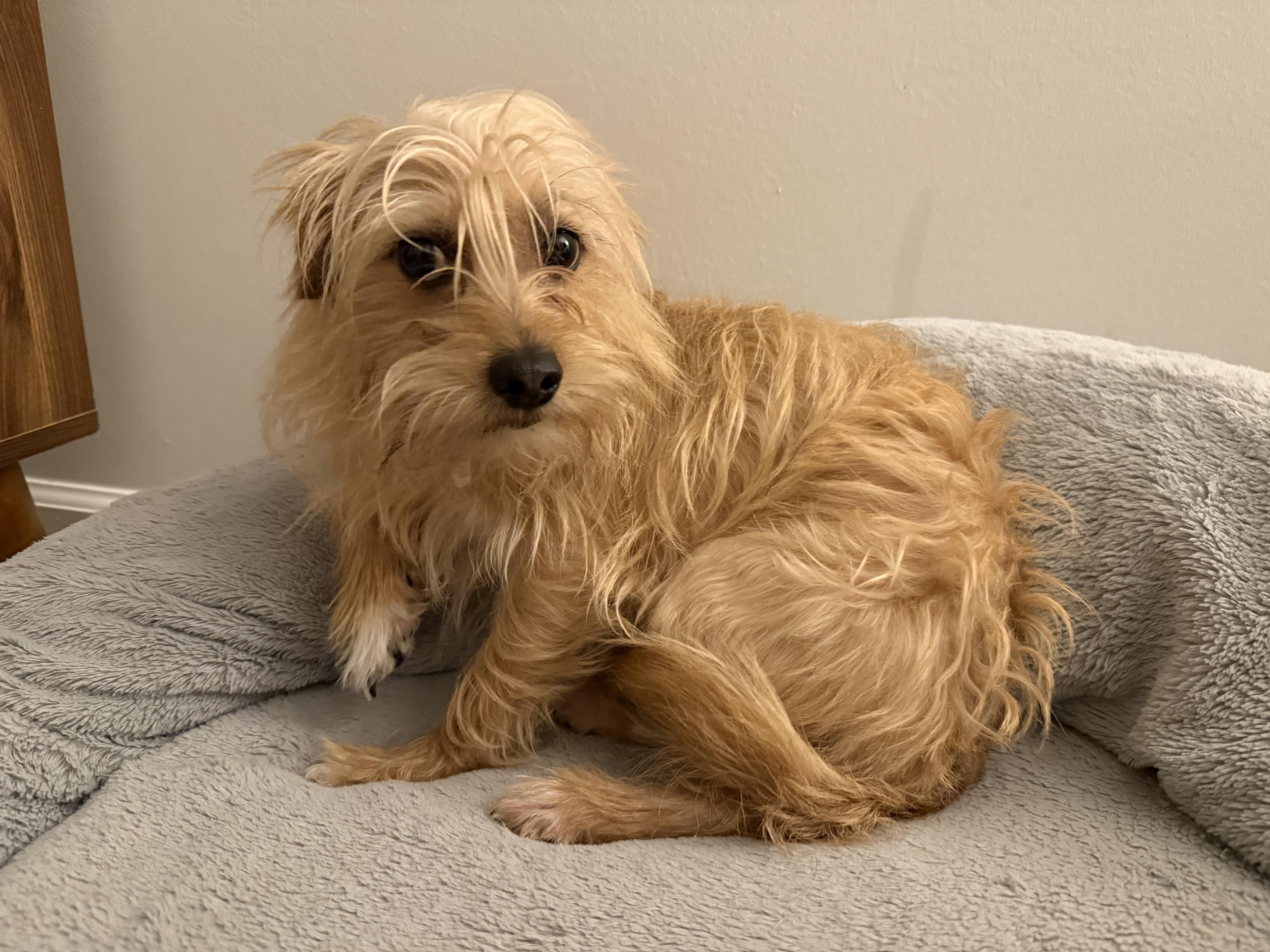 Enlarge Freddy, a Adoptable mixed breed in Richmond, VA image 3/6