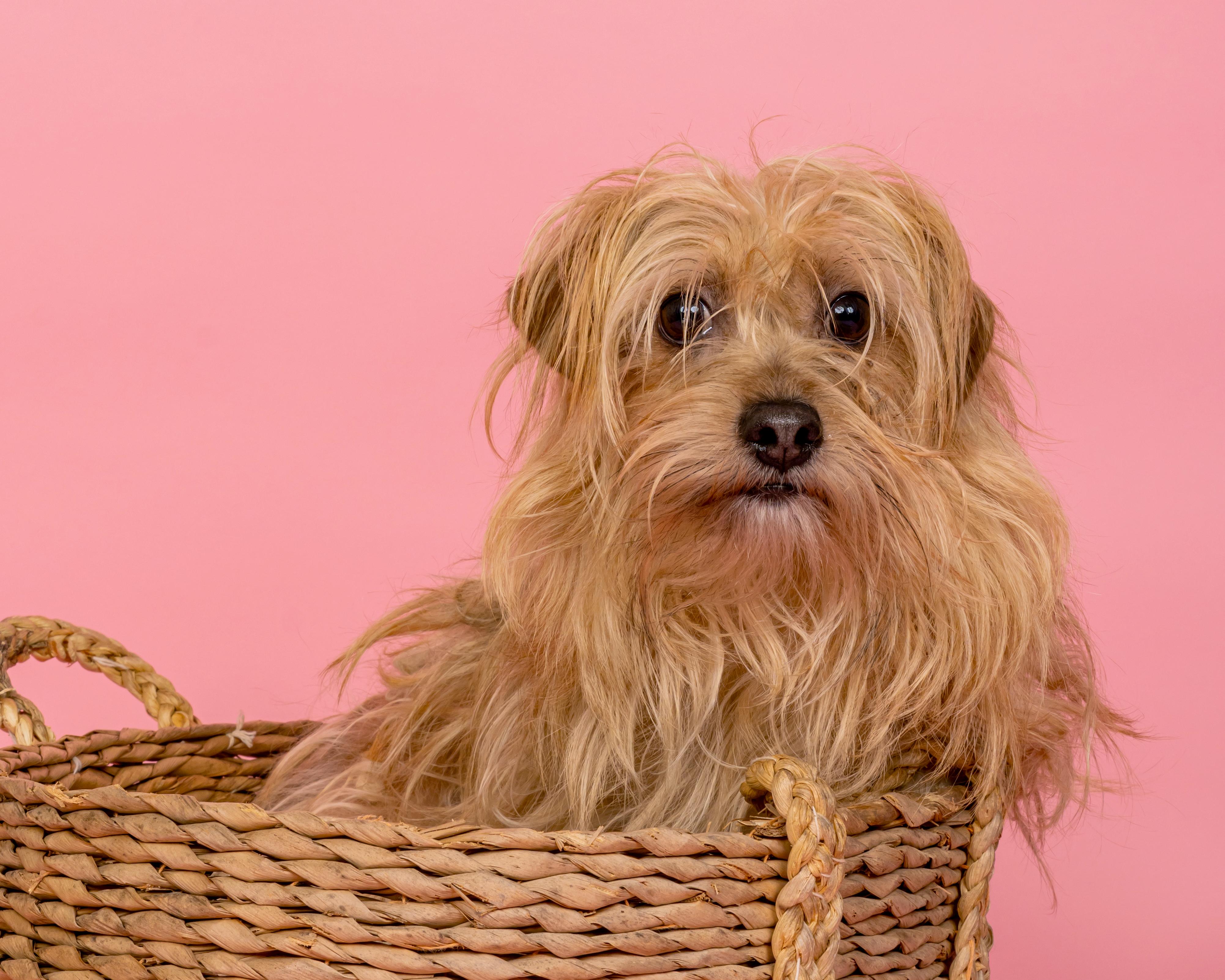 Enlarge Freddy, a Adoptable mixed breed in Richmond, VA image 2/6