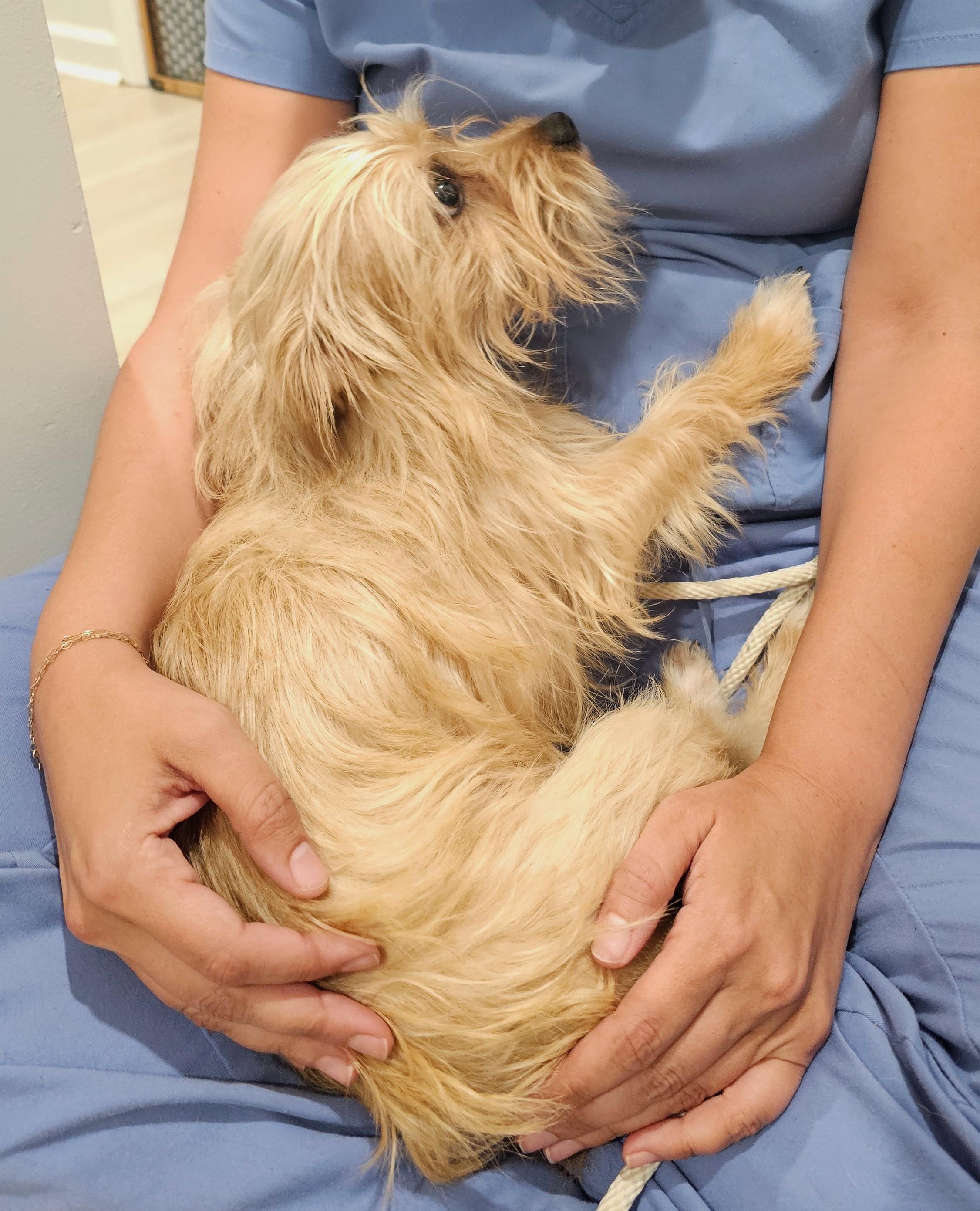 Enlarge Freddy, a Adoptable mixed breed in Richmond, VA image 4/6