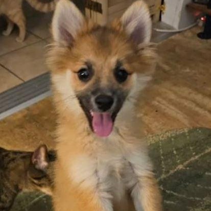 Enlarge Fox, a Adopted Pomeranian in Chicago, IL image 1/1