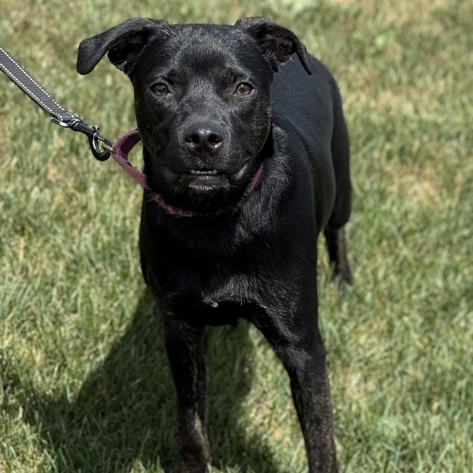 Enlarge Papi, an adoptable mixed breed in Orland Park, IL image 3/6